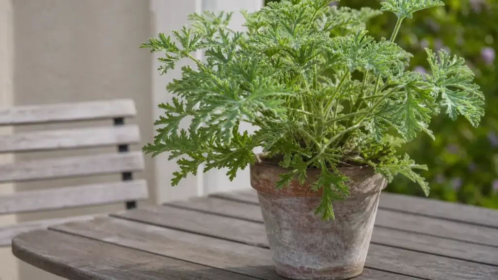 Géranium citronnelle en pot, plante toxique à surveiller