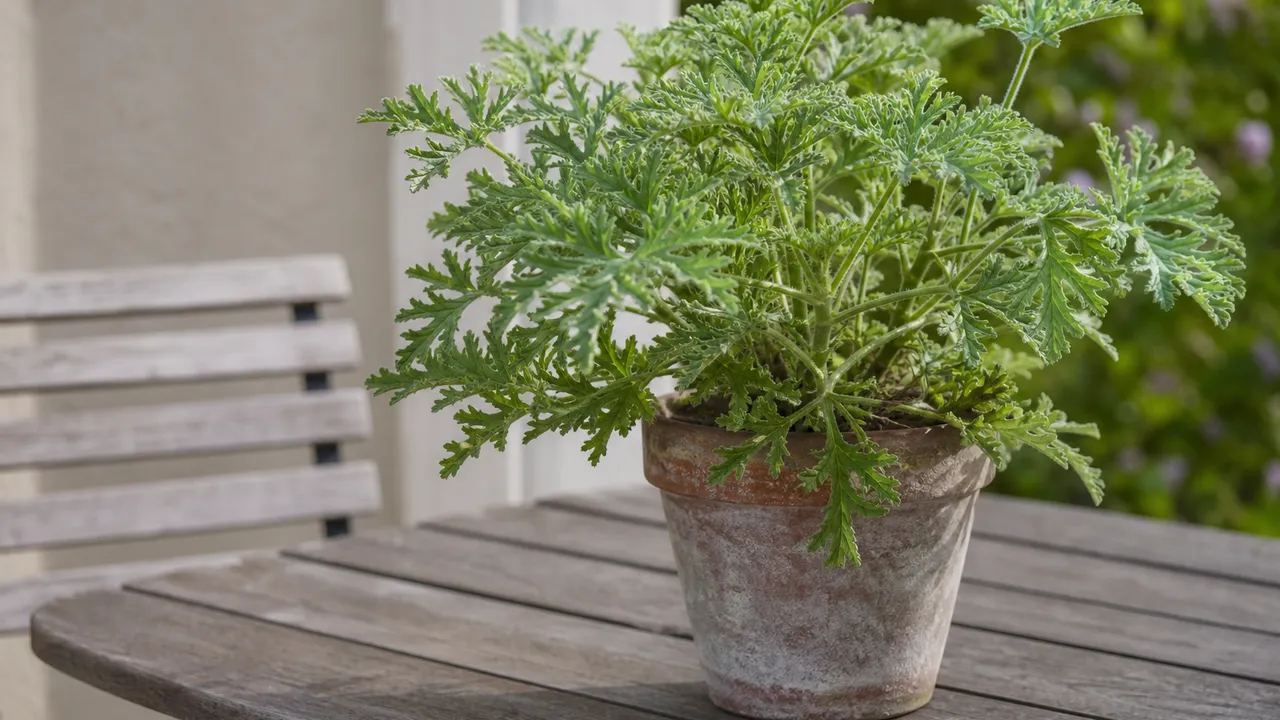 Géranium citronnelle en pot, plante toxique à surveiller