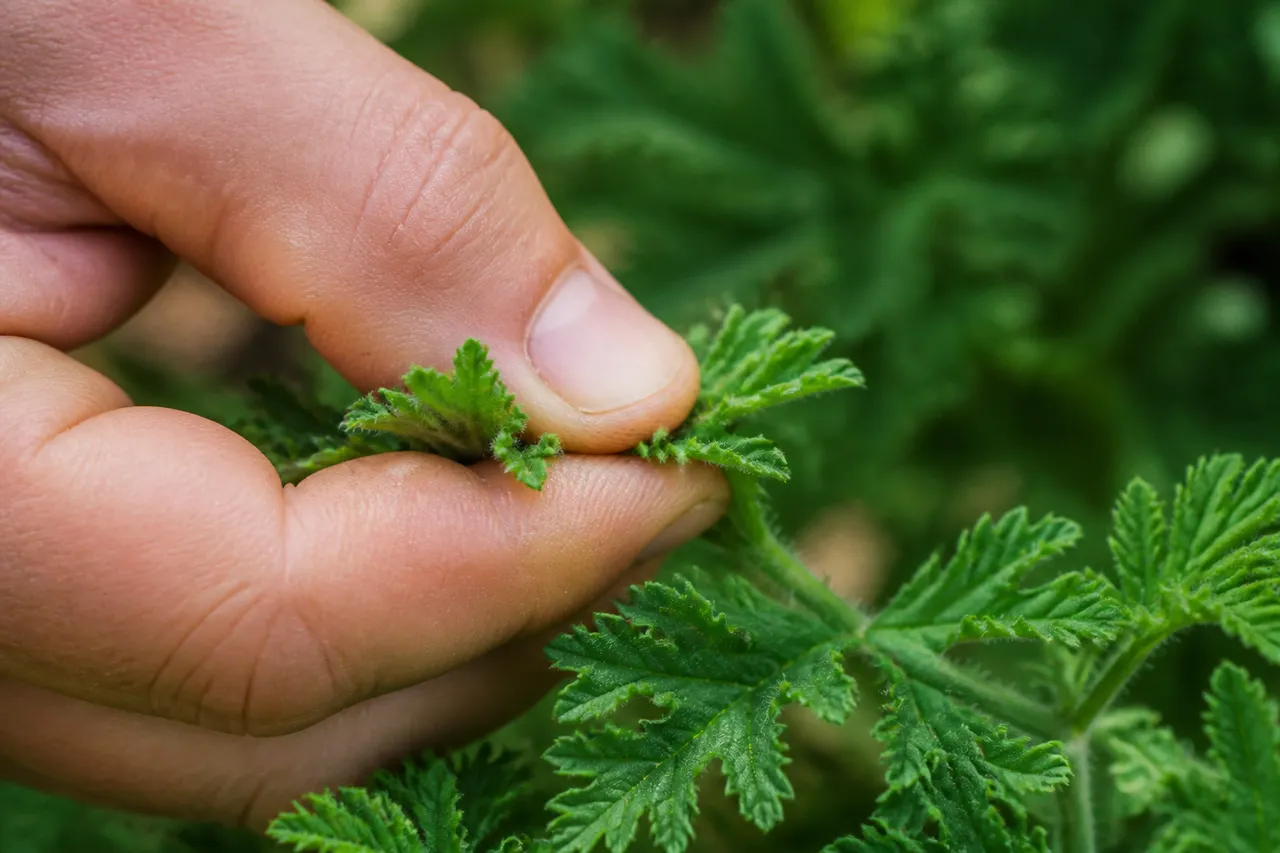 Feuilles de géranium citronnelle froissées contre les moustiques